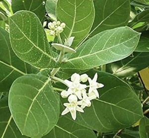  धार्मिक र औषधीय रूपमा महत्वपूर्ण एक विषाक्त औषधीय बिरुवा आँक 