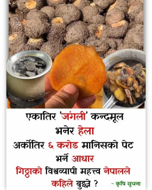  नेपालमा अपहेलित 'गरिबको खाना' गिठ्ठा, विदेशमा करोडौंको भोजन 