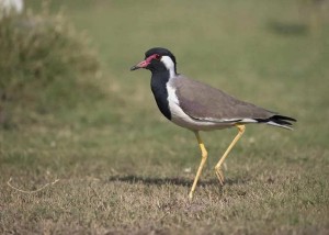 हुटिट्याउं र समुद्रको कथा- (पञ्च तन्त्र)
