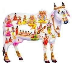  गाईको वैज्ञानिक महत्व 