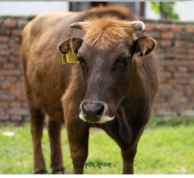 मुस्ताङको 'लु-लु' गाई लोपोन्मुख अवस्थामा